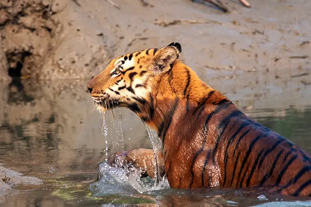 Sundarban adventure tour
