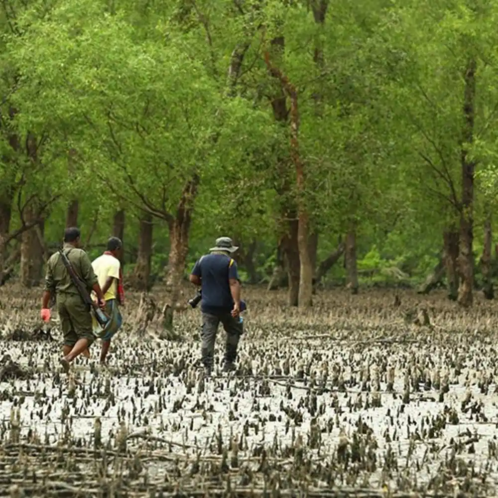 Sundarban-Nature-Walk