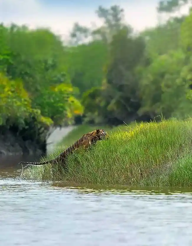 sundarban tiger crossing